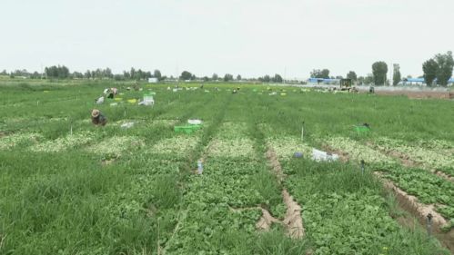 高臺(tái)現(xiàn)代農(nóng)業(yè) 科技賦能，產(chǎn)業(yè)興旺，譜寫農(nóng)業(yè)開發(fā)新篇章